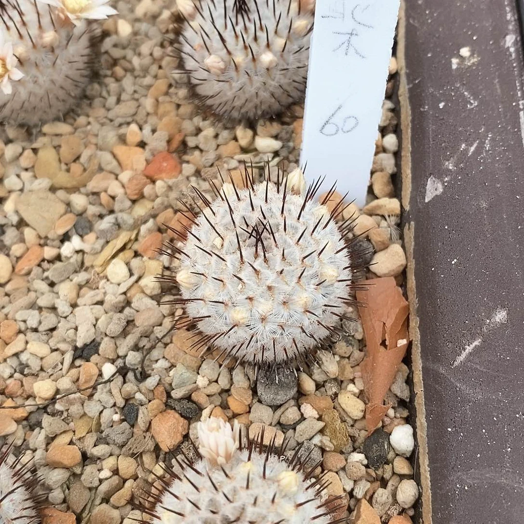 北*花花花花花花花花花花