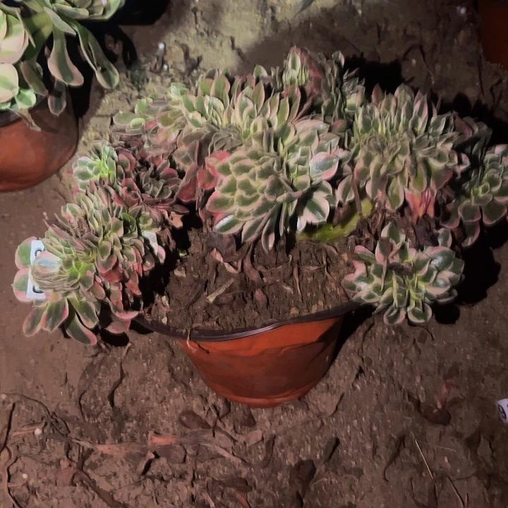 073女妖多肉植物不售后
