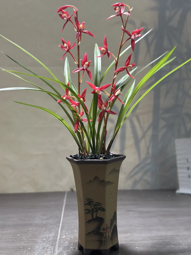 【兰掌柜】四季兰-紫红素-浓香型绿植花卉 好养
