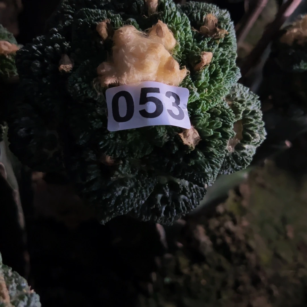 潇***潇无花朵大哥斯拉牡丹053