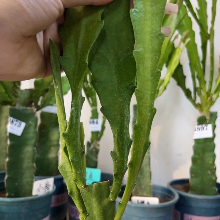 当前无花栽培后可以开花898