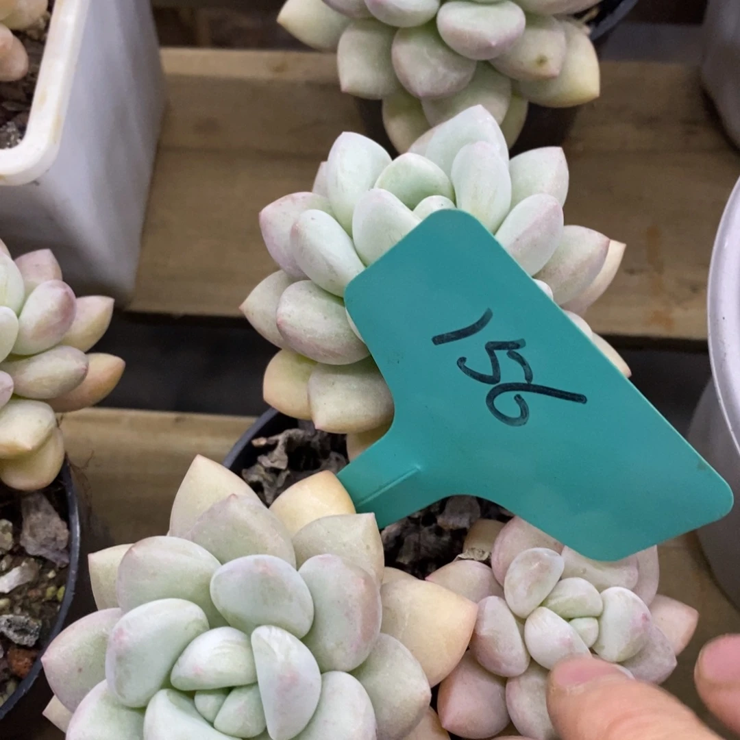 开心多肉，首播，欢迎