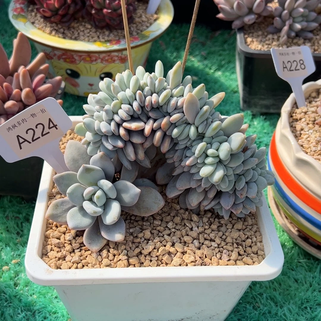 粉兔缀，，，，，，，，，，，，，，