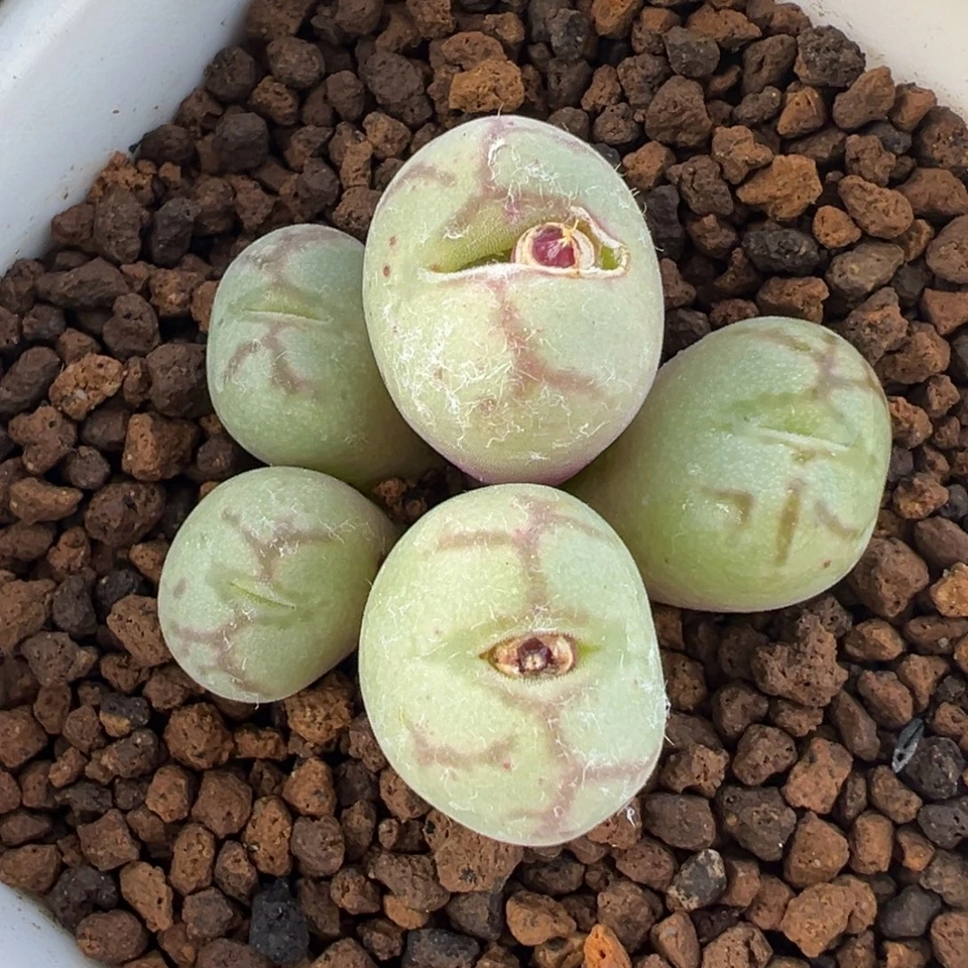 874多肉植物种类多样