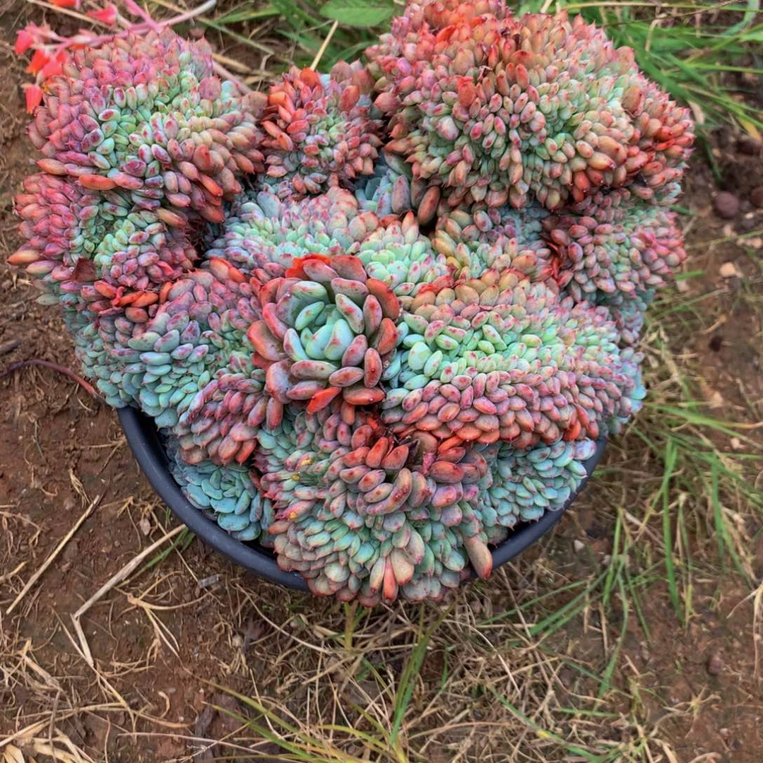 雨***！白胖子1111111111111