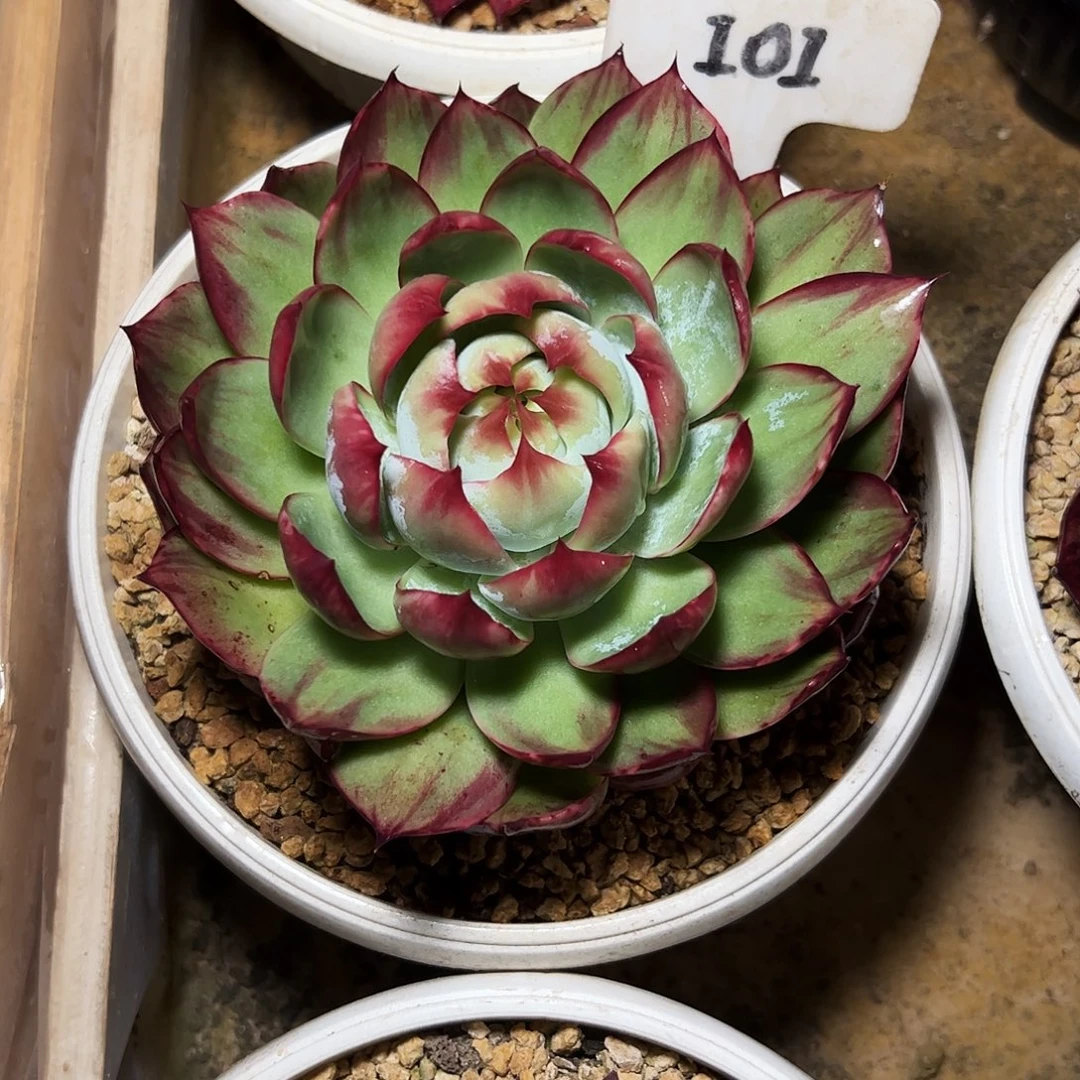 囍****惊鸿仙子一物一拍101号