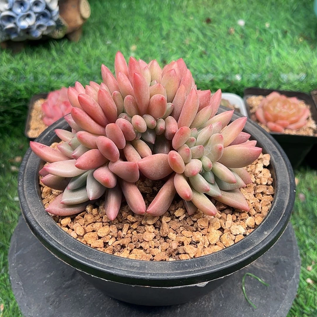 桃花源缀化，元旦快乐