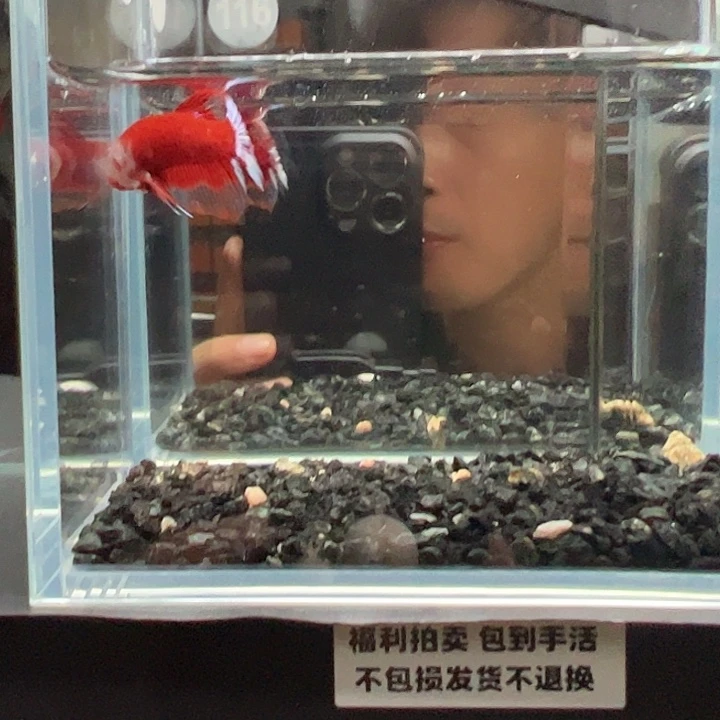 斗鱼竞拍跑单拉黑16日116