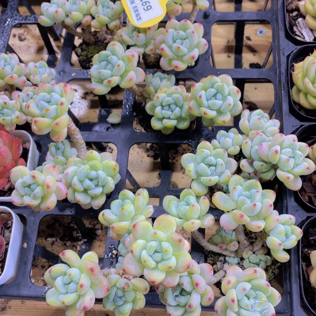 691号 老桩劳尔罗琦群一个