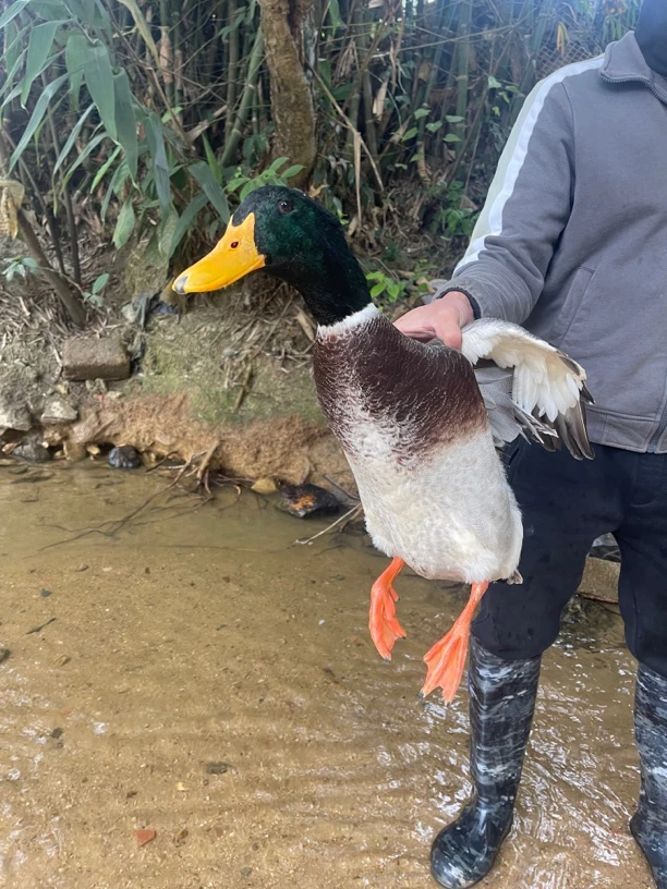 新鲜散养鸭肉 农家散养青头鸭 一味清甜