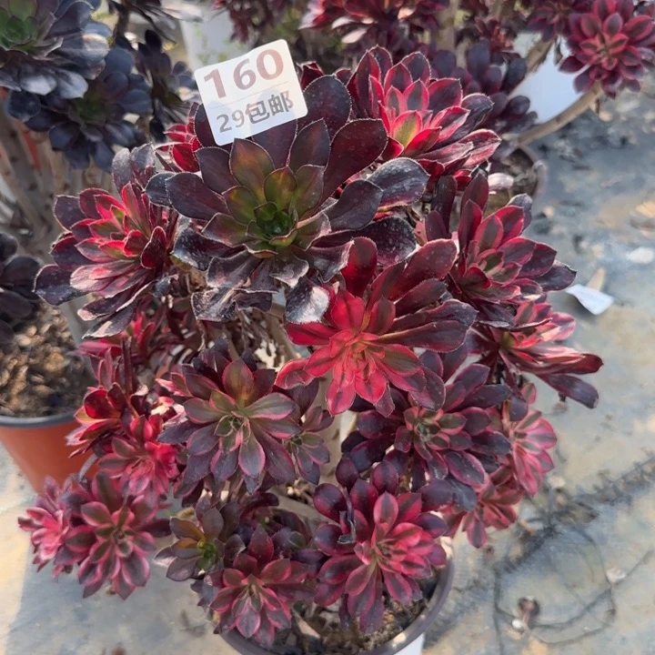 丽娜……多肉植物……