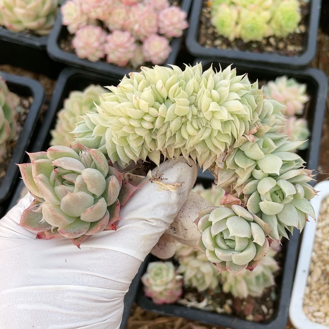 【闪购商品】麦秆缀