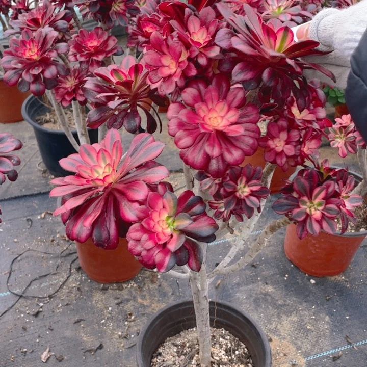 11香法师多肉断枝不售后