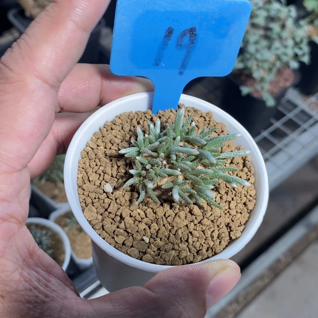 任锦多肉植物一个