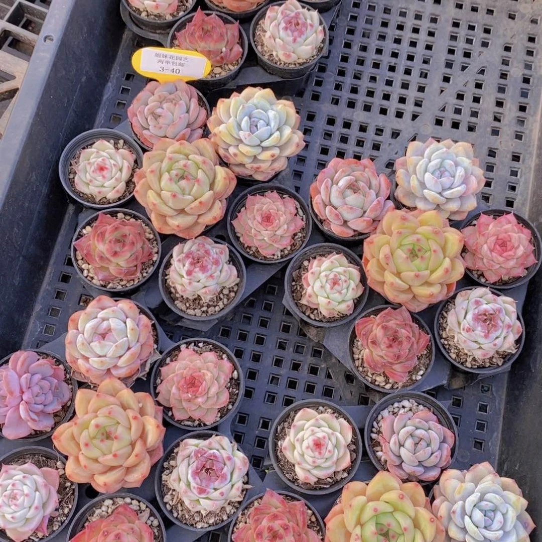 3-40-精品福利美肉七个 带托架