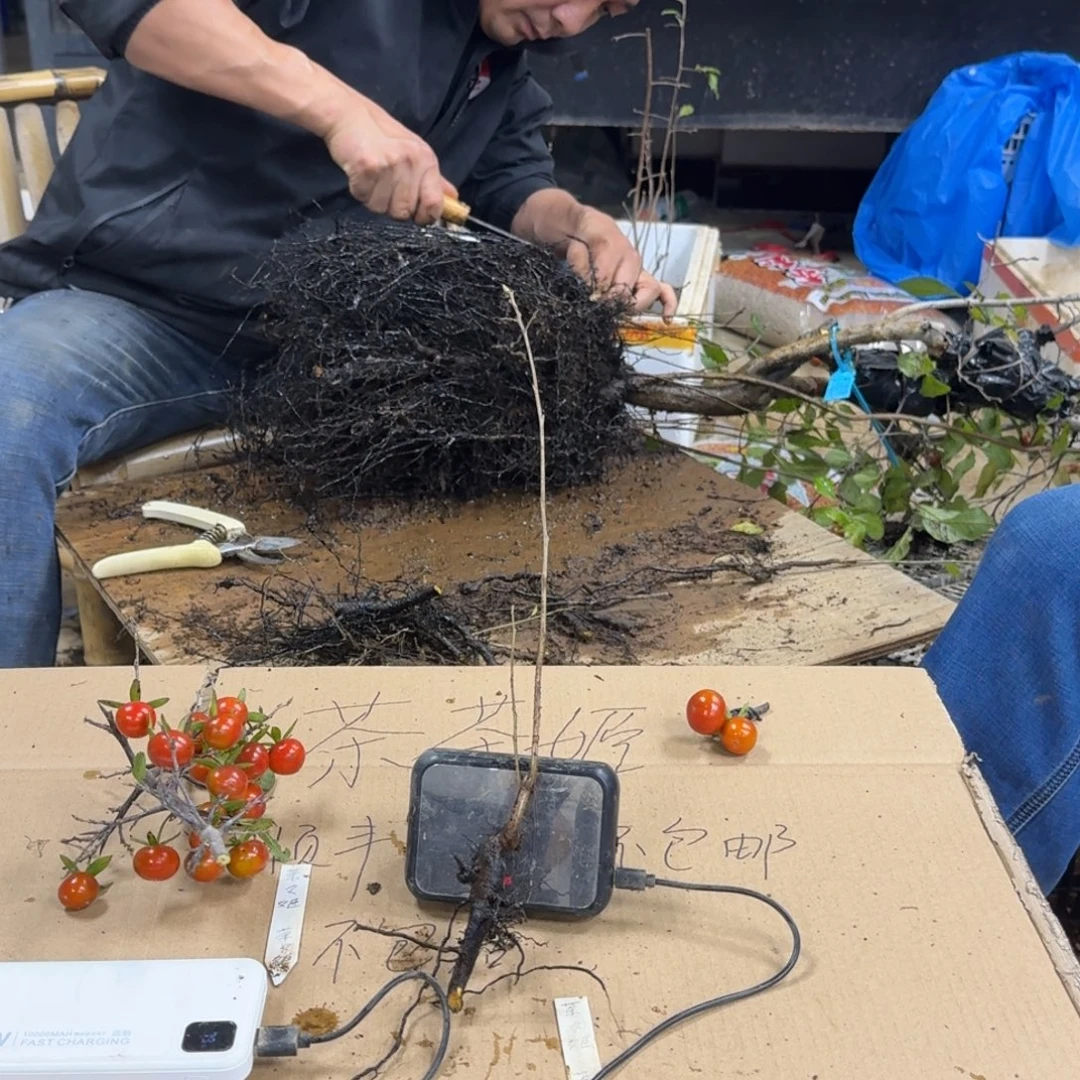 一***』无花朵756顺丰到付不包邮