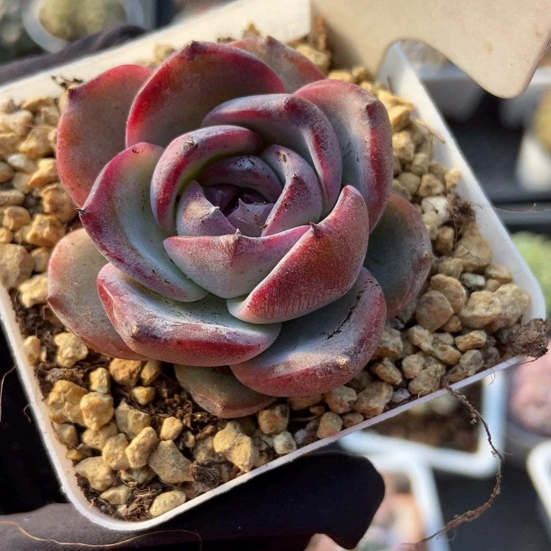 1040黑橙多肉植物保护