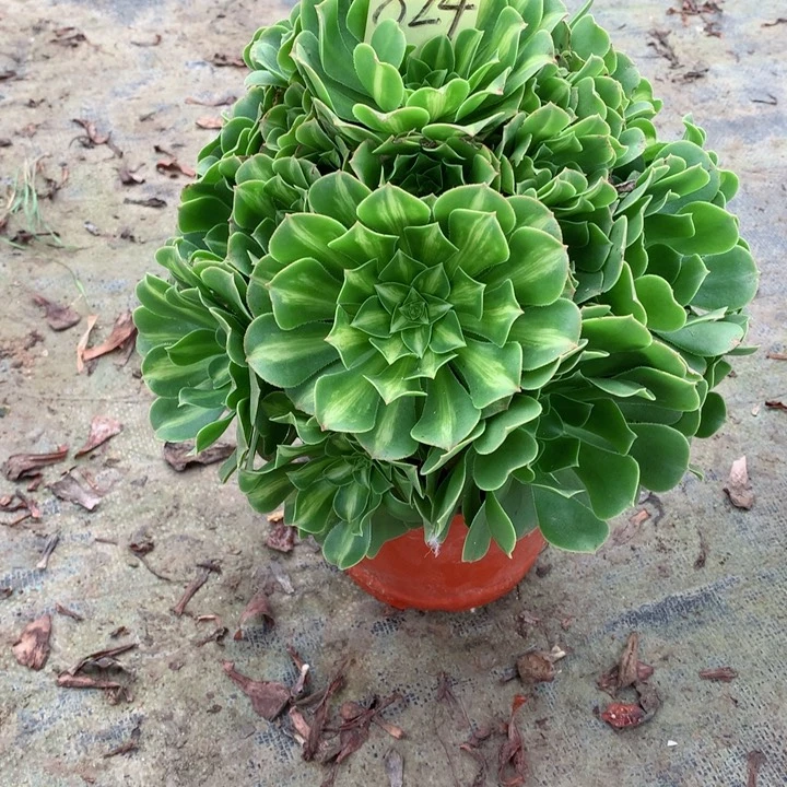 824翡翠琉璃多肉一物一拍