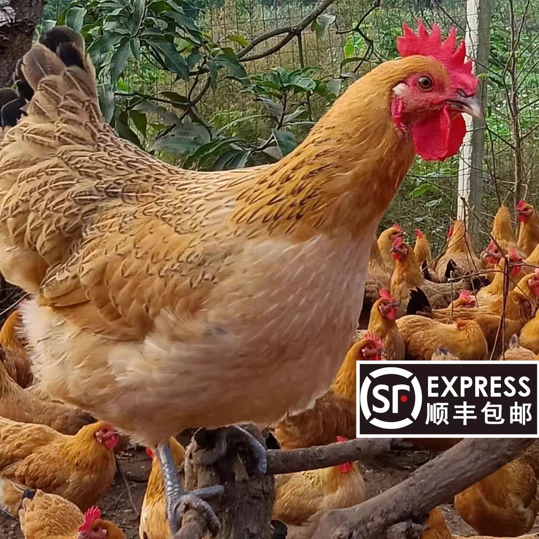【顺丰包邮】苏北散养多年老母鸡大公鸡现杀 包冰率冷鲜发货含干冰