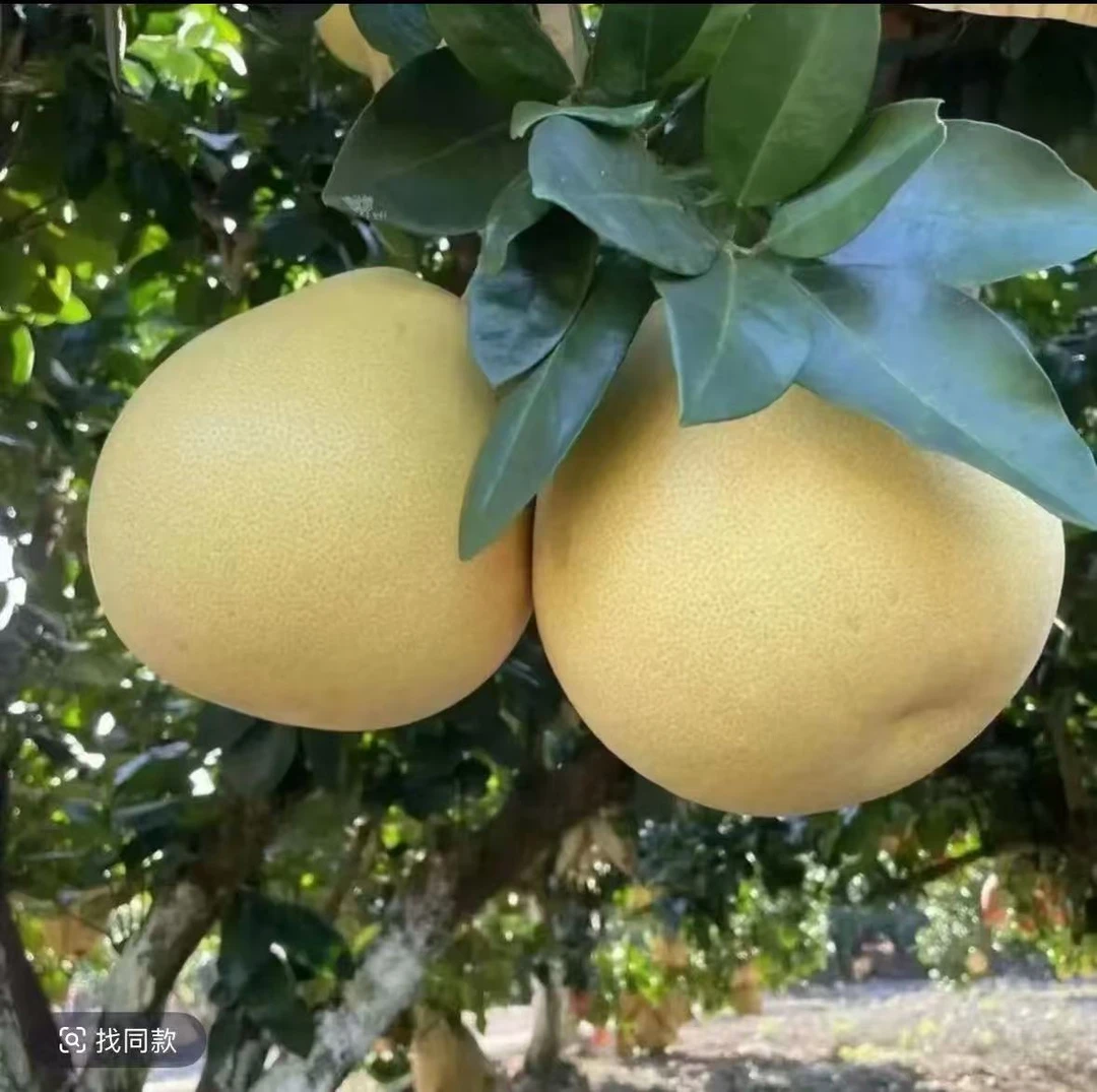 现摘世界硒都湖北恩施宣恩高罗白柚白皮新鲜白心柚子产地直发清甜