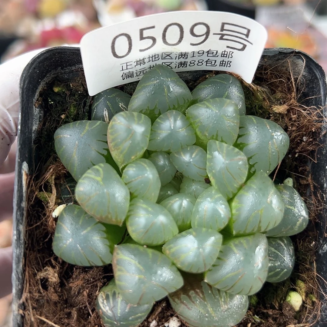 好养易活生石花大母本0509