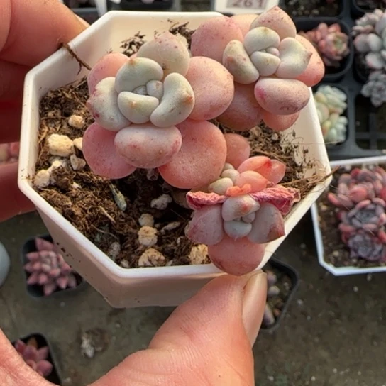 77花班鹿多肉植物多