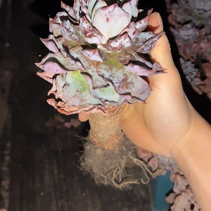 赫拉单头9.99多肉植物