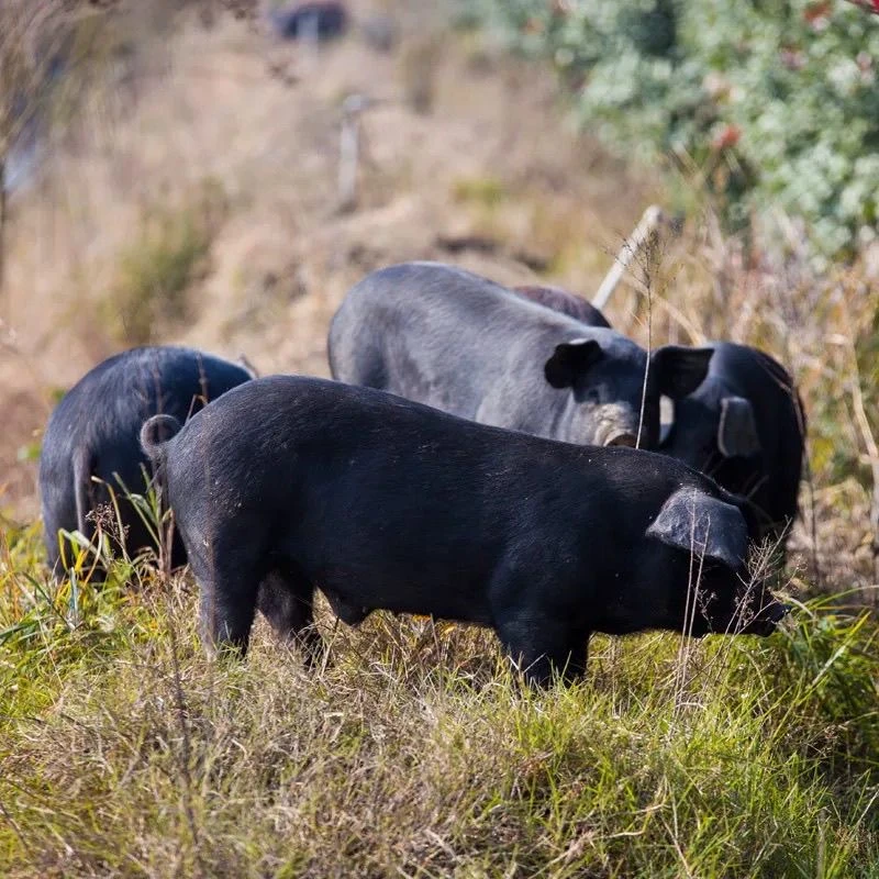 【改价2号链接】皖南农村九华山黑毛土猪 土猪肉无激无抗