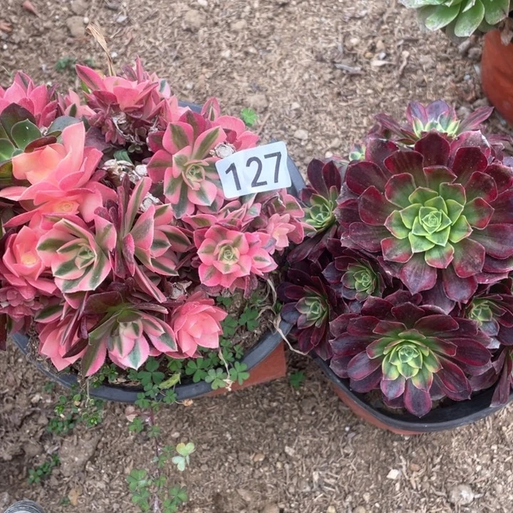 杨*伊127多肉植物组合