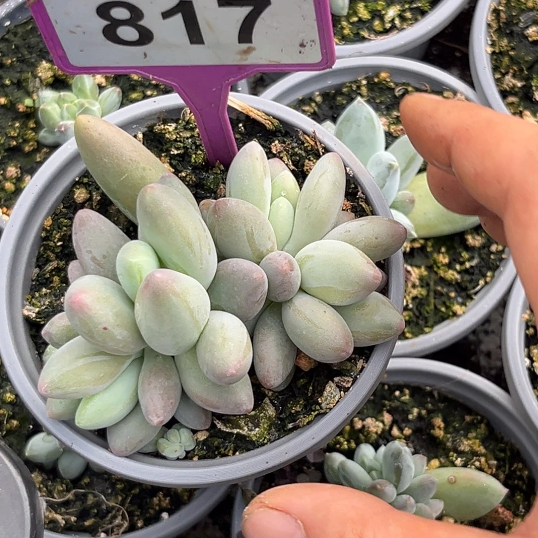 多肉植物圆叶白兰地817