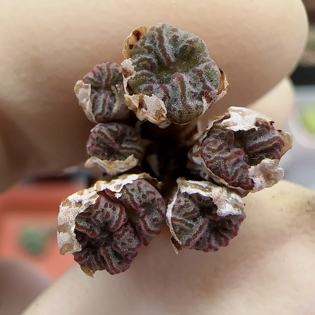 714红珊瑚小型种