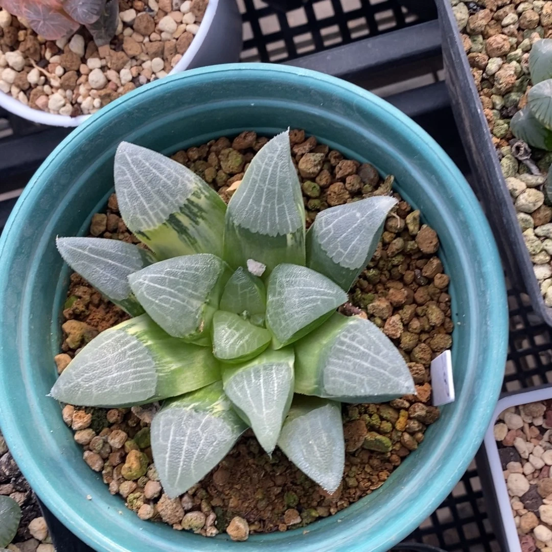 一颗实生大克锦