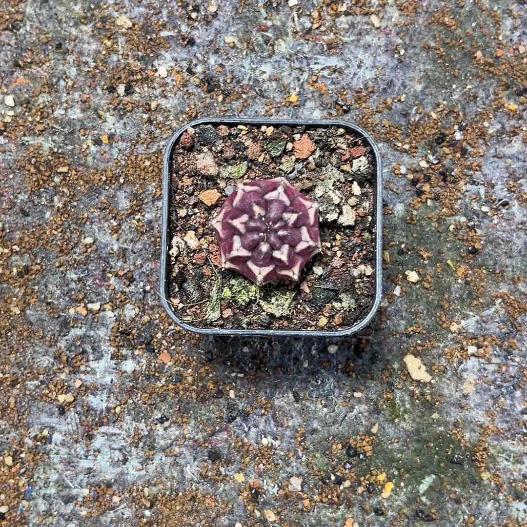 鏡**鈅梦想测牙0000000