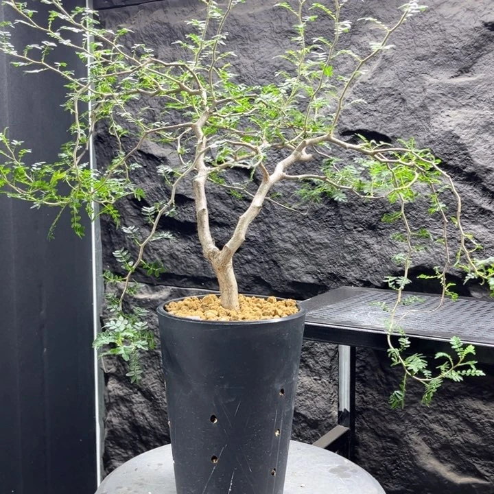 滔天橄榄大一物一拍
