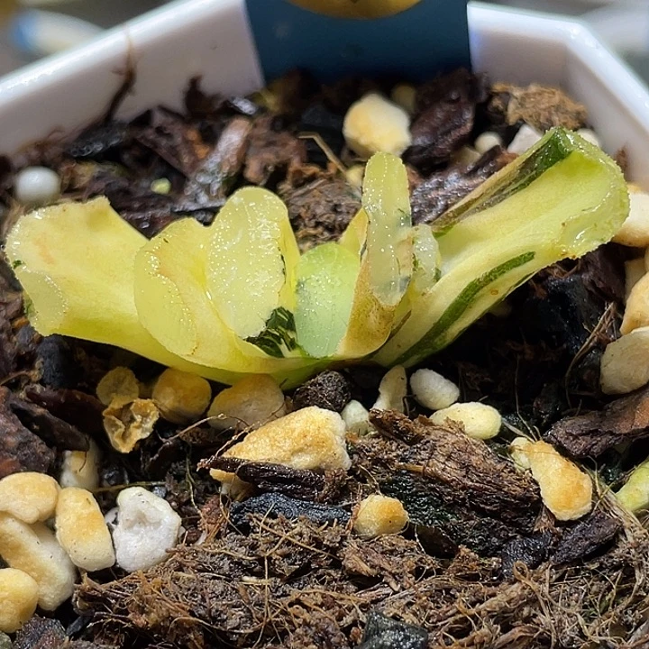 662虞姬锦特选福利