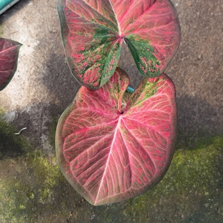 紫***竹完全开放泰国彩叶芋