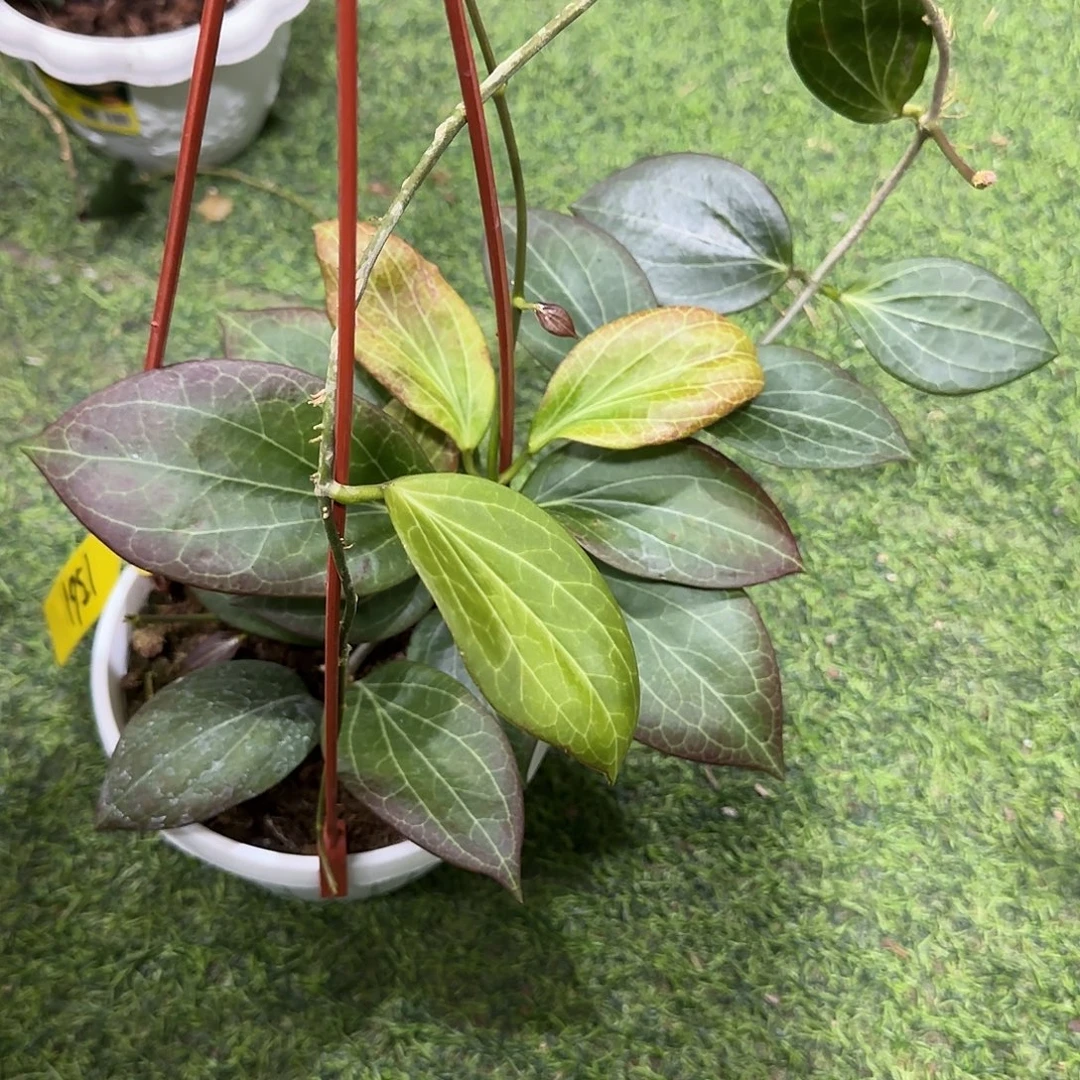 Y***.当前无花朵，栽培后可花朵黑尔维球兰