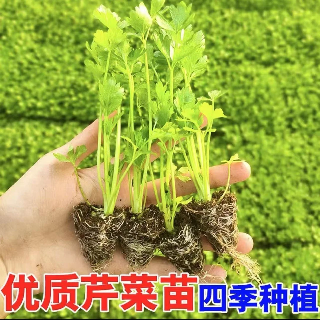 黄心西芹秧苗秧苗四季小香芹大肉西芹菜新鲜秋冬耐寒盆栽地栽苗