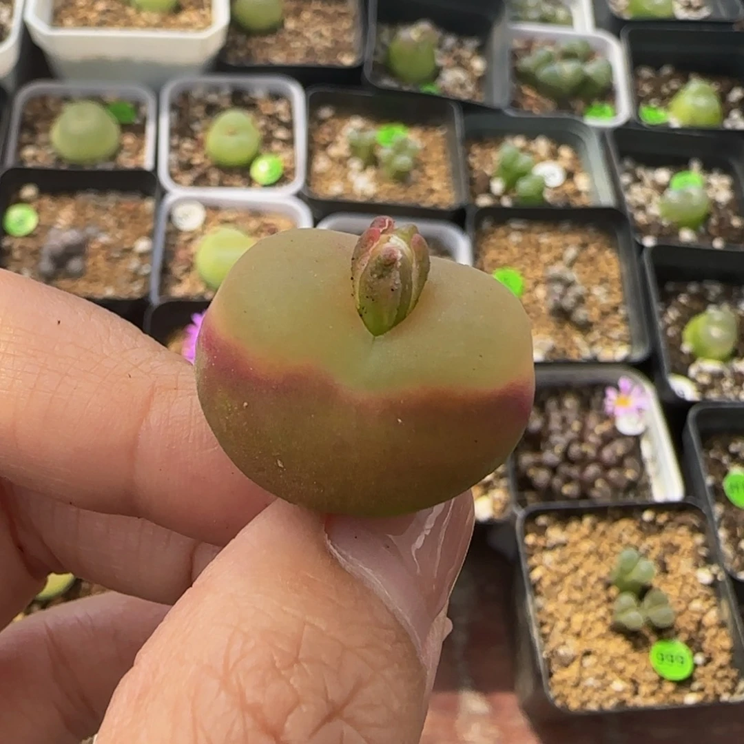 2.4cm多肉植物的488