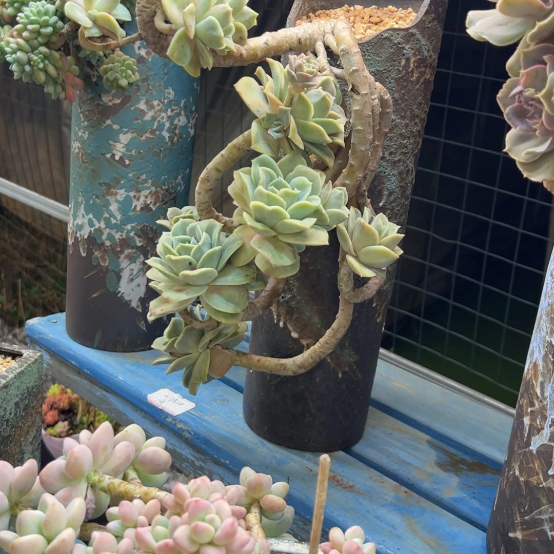 Q*U可爱玫瑰快递不售后