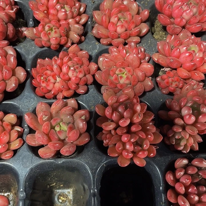 小红宝石1元带土发