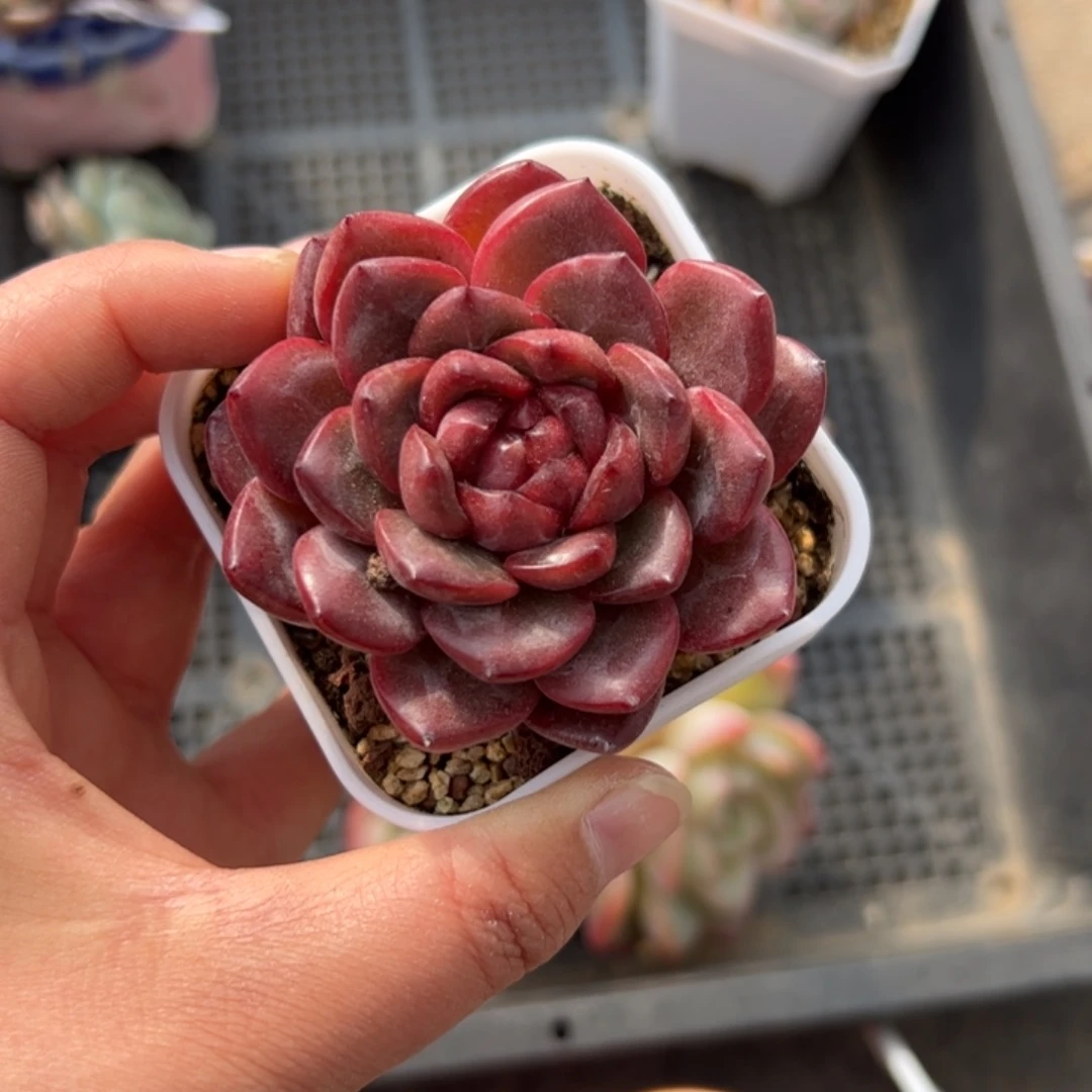 友****子500 多肉植物组合盆栽