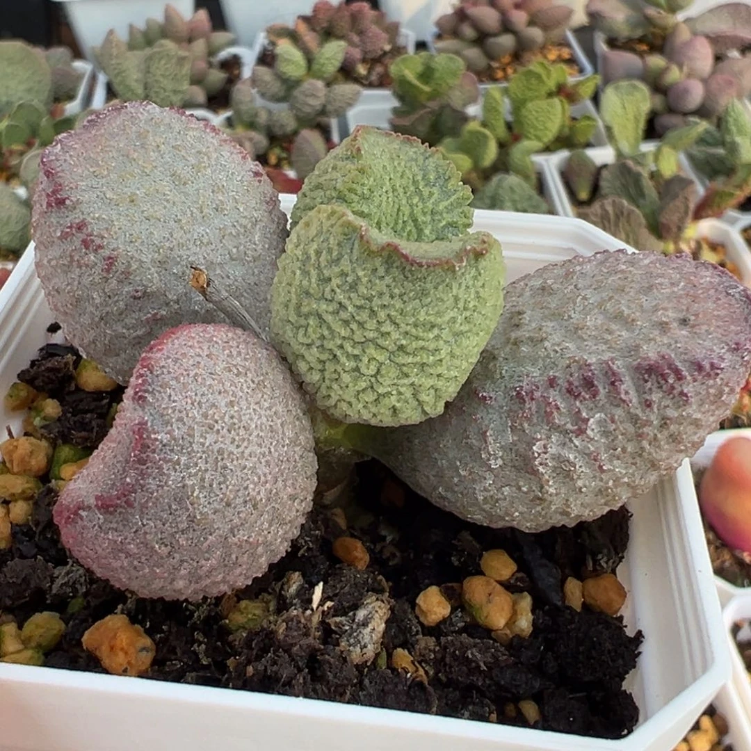 福利款实生新品单头纯木质桩