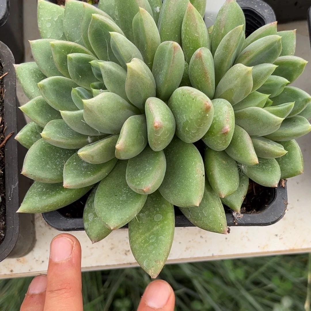 双头象牙多肉植物717