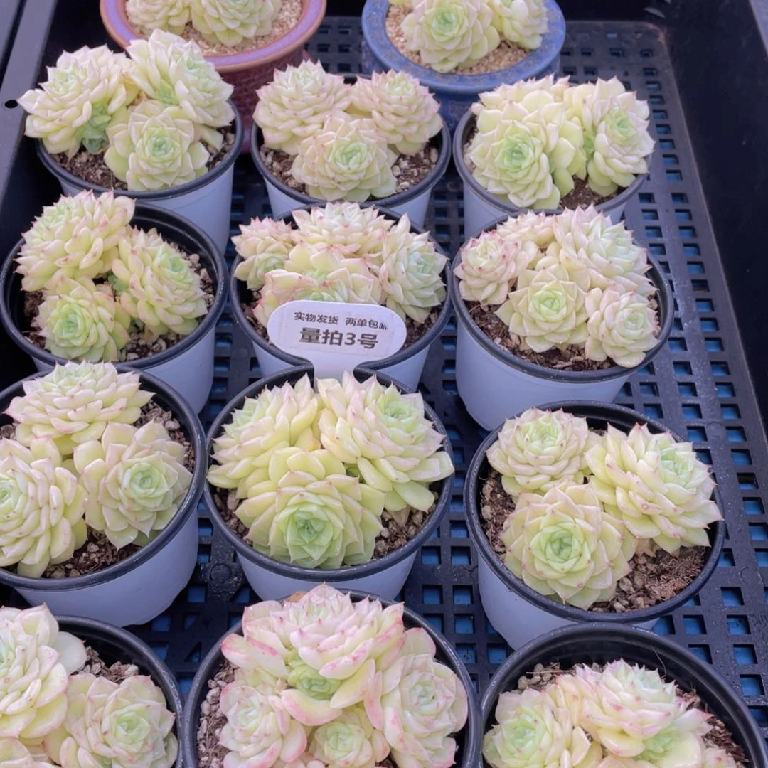 量拍13号珍妮果冻白天鹅麦秆群生一个