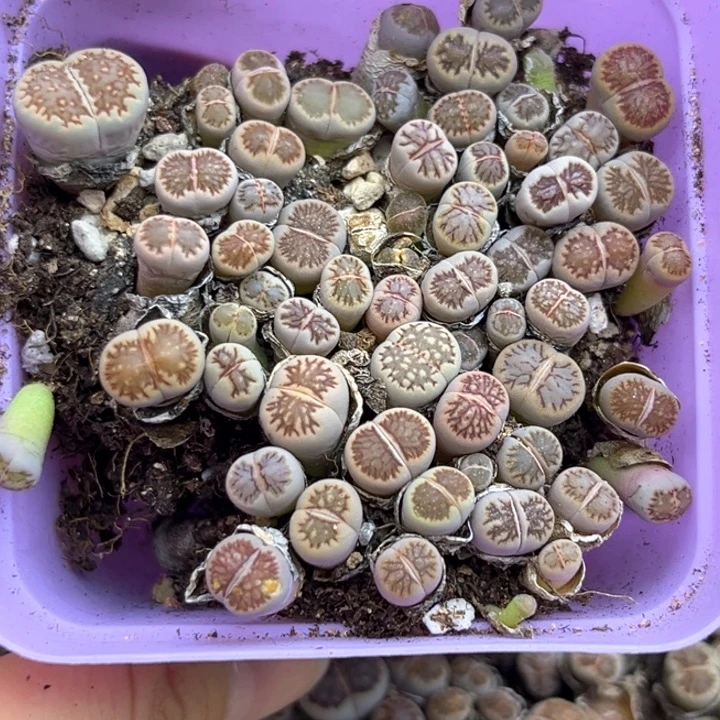 上新福利一盒菊切糕168