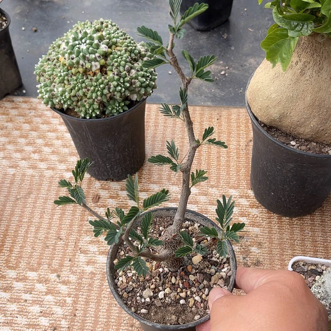 实生沙漠苏木一物一拍