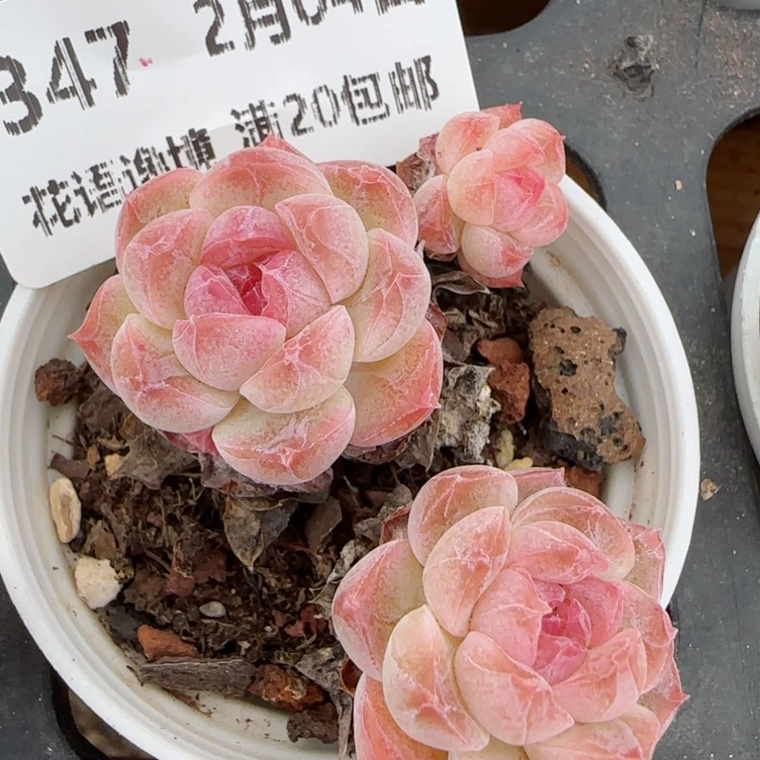 花语逸镜0204-347