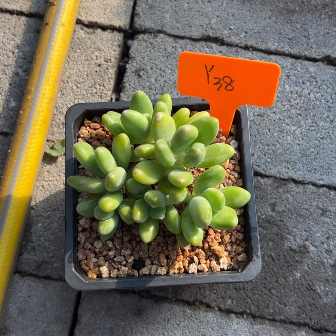 Y***～芒果奶1111111111111111111