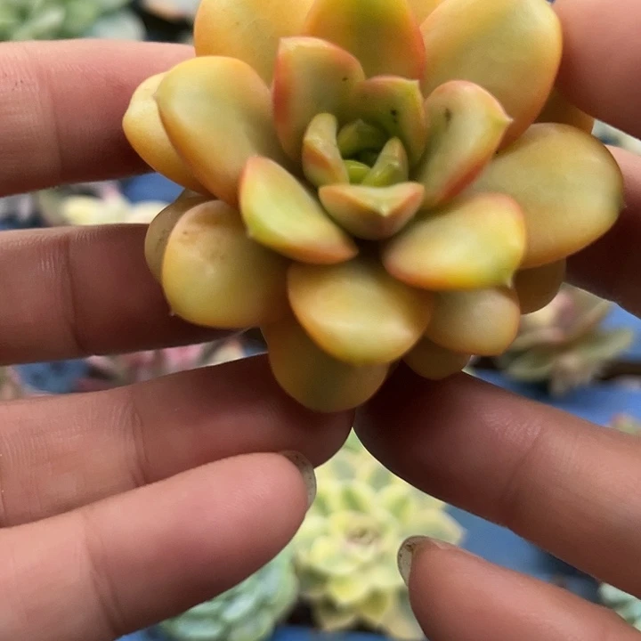 肉***嘟葡萄锦炸多肉植物哇啦塞